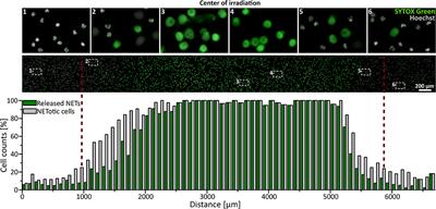 Blue and Long-Wave Ultraviolet Light Induce in vitro Neutrophil Extracellular Trap (NET) Formation